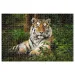 Animal Planet: Tygr 1000 kusové puzzle
