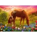 Koně na louce 500dílné puzzle - Trefl